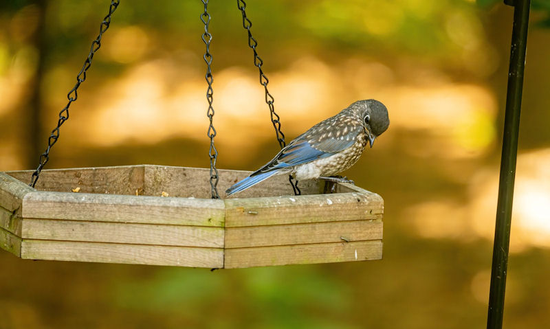 Juvenile Eastern Bluebird perch on suspended wooden bird feeder tray