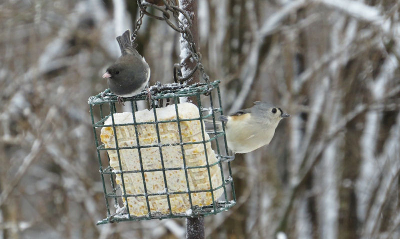 Tufted Titmouse, Dark-eyed Junco perched on suet cake feeder in winter conditions