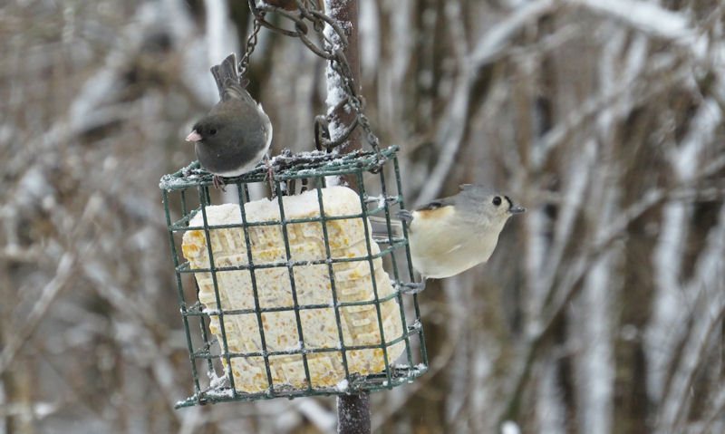 How long can you leave suet out