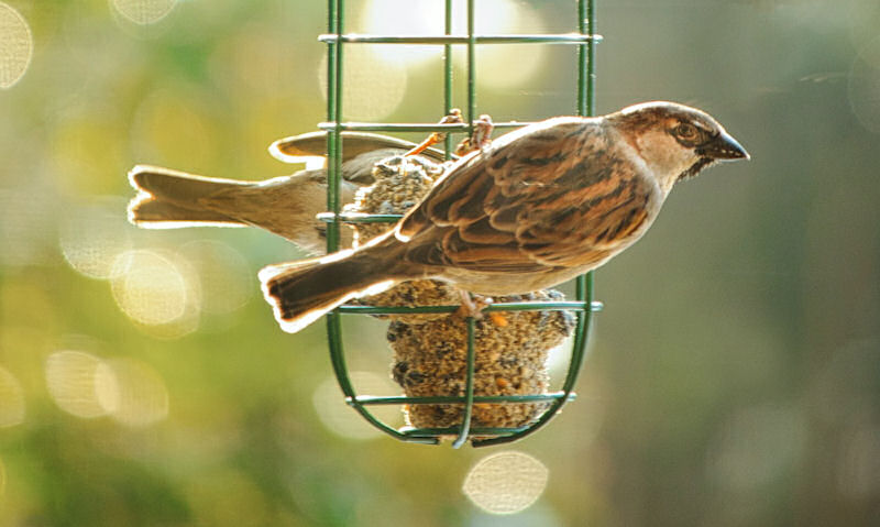Sparrows perched on long fat ball bird feeder hung off branch
