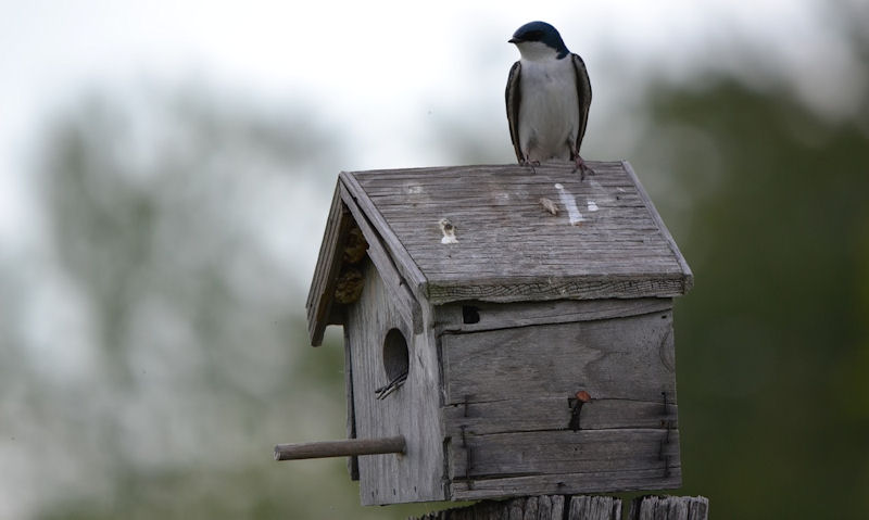Swallow perch on roof of birdhouse made with extra long perch