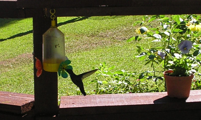Hummingbird feeding out of feeder suspended low under deck railing