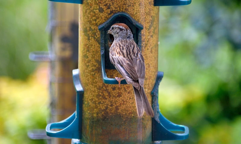 Sparrow feeding on seed feeder with additional feeder visible in background