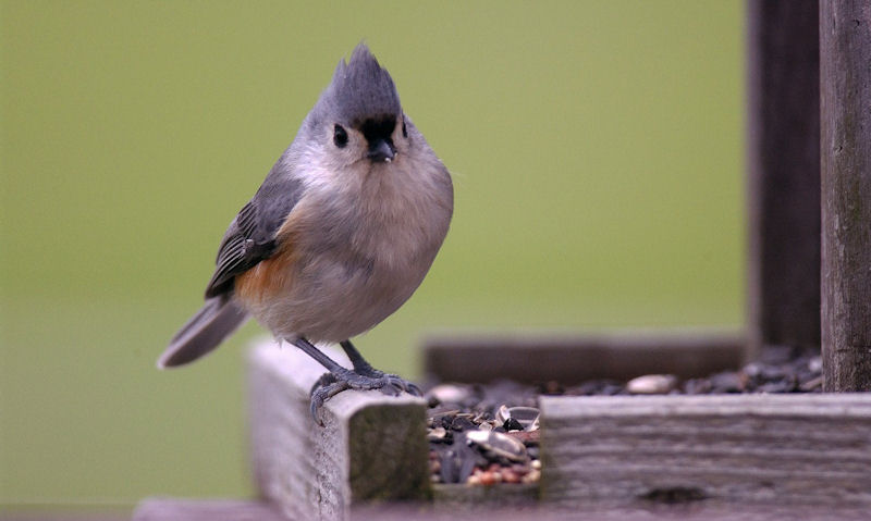 Tufted Titmouse perched next to seed-filled bird feeder tray