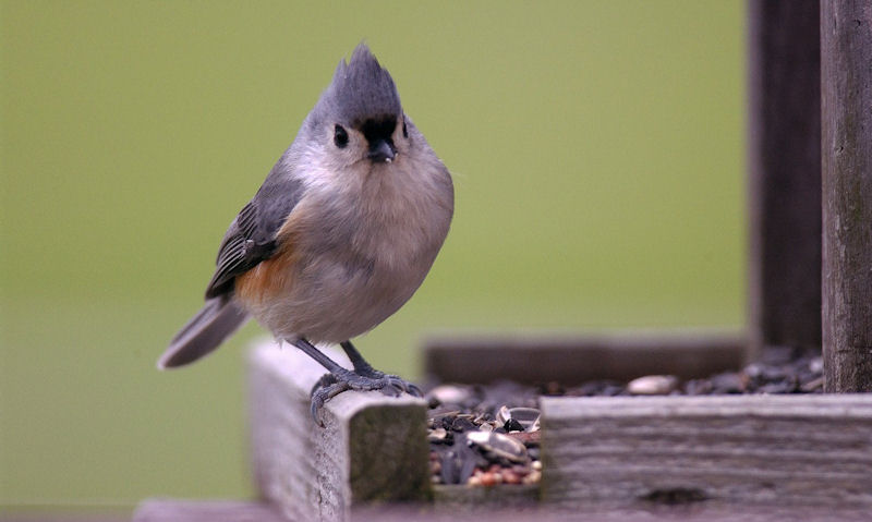 How much bird seed to put out