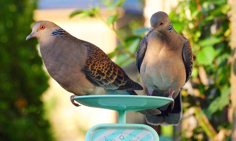 Pair of doves perched on top of manual weighing scales