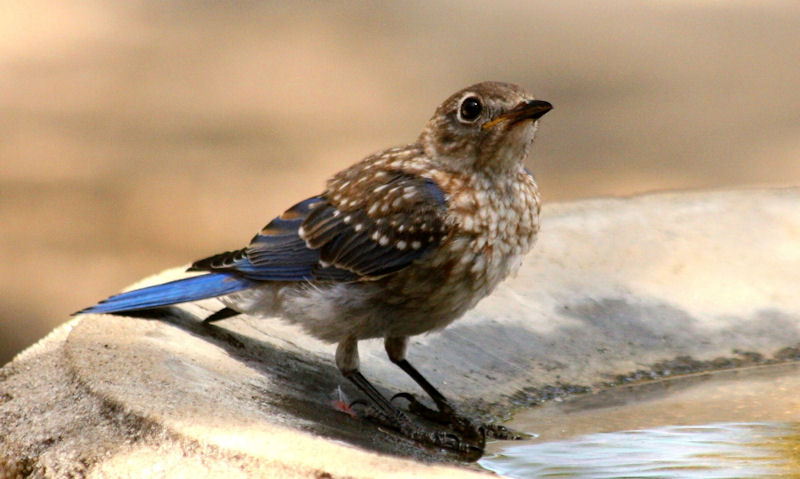 Juvenile Blue Jay occupying edge of shallow stone bird bath