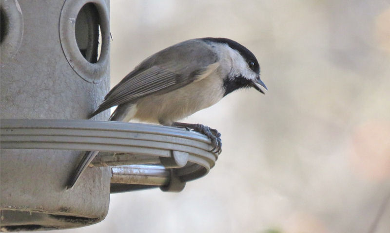 Chickadee facing outwards on plastic seed bird feeder perch