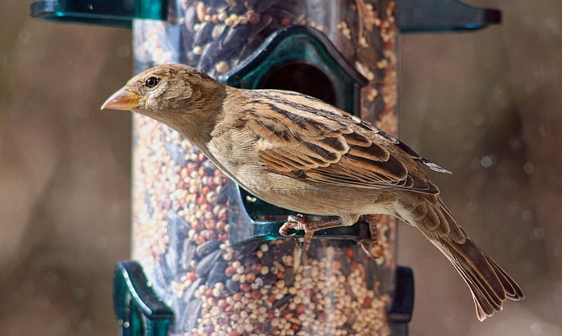 Sparrow in shot while perched on clear tube seed feeder