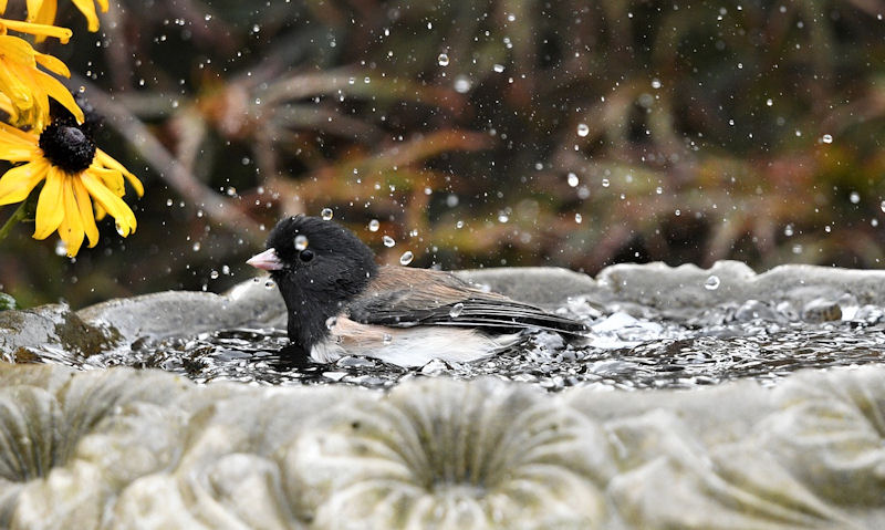 Dark-eyed Junco frolicking in stone bird bath