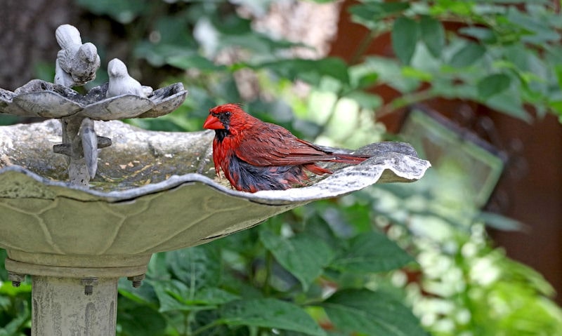 Male Northern Cardinal bathing in an old weathered metal bird bath on stand