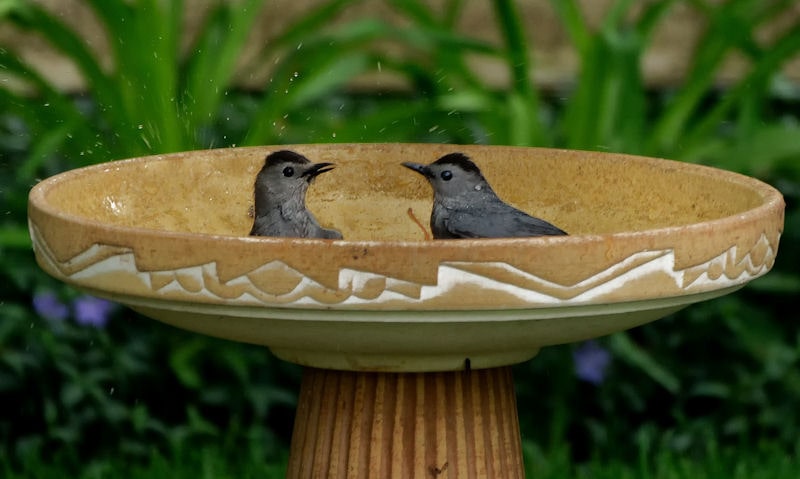Catbird siblings frolic about in short ceramic bird bath