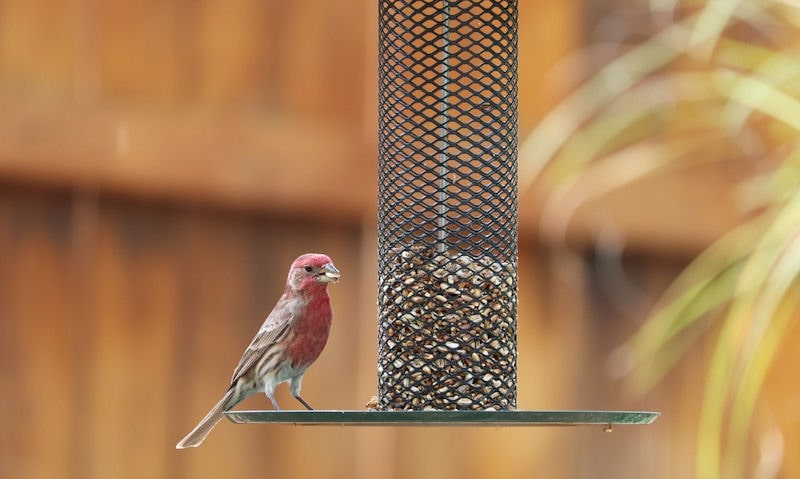 American Rosefinch perched on tray of hanging peanut feeder