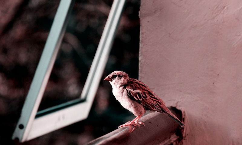 Sparrow perched on apartment balcony railing