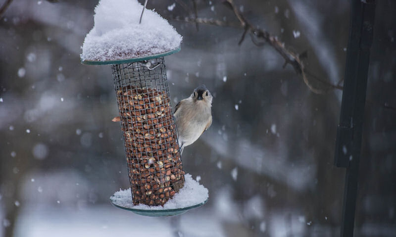 Curious Tufted Titmouse perched on wire peanut feeder in snowfall