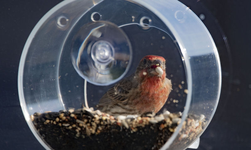 House Finch perched on rounded window feeder, seed in bill
