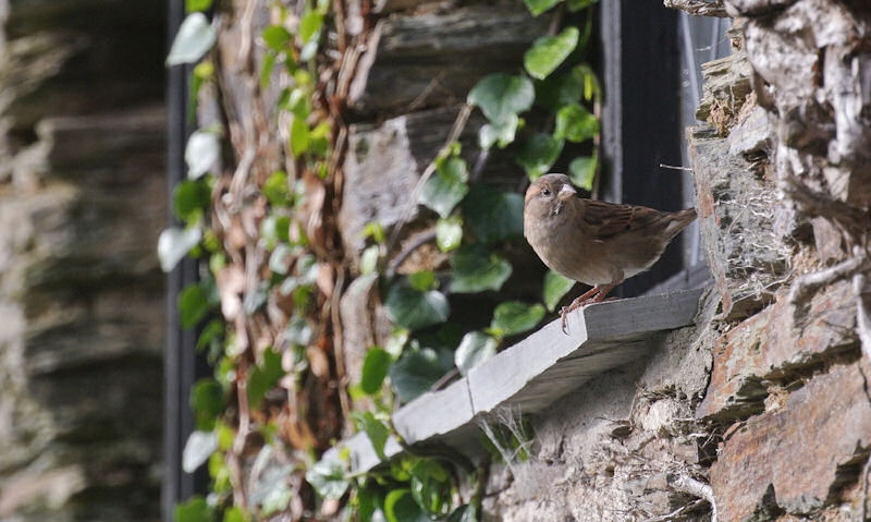 Sparrow perched on ivy covered exterior window sill