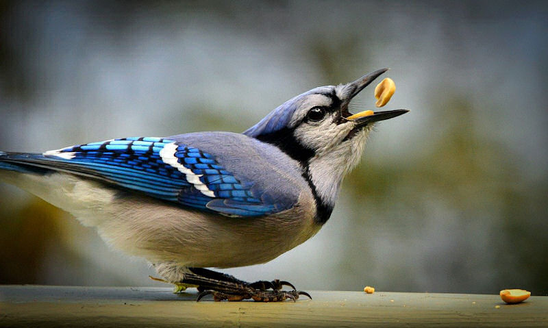 Blue Jay with peanut held in bill, perched on wooden railing