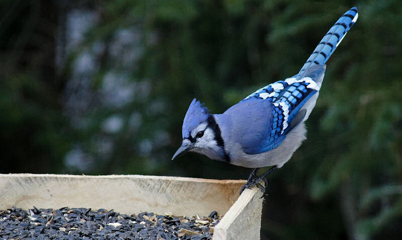 Blue Jay is seen perched on top of open seed filled platform bird feeder