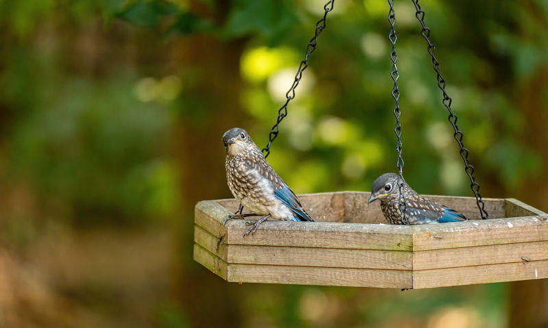 Pair of fledgling bluebirds seen standing inside hanging wooden platform bird feeder