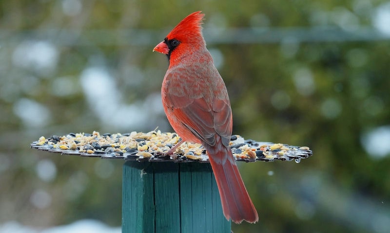 Northern Cardinal perched on open top bird feeder with scattered mix seeds