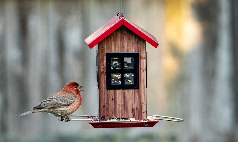 House Finch perched on decorative wooden seed house feeder