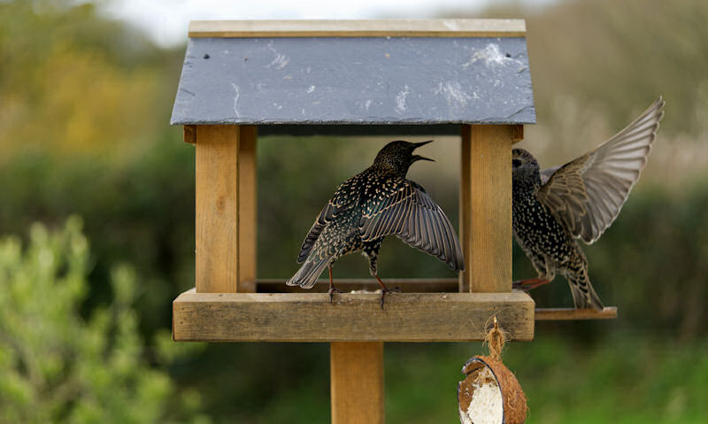 Starlings occupy small wooden bird table with slate roof