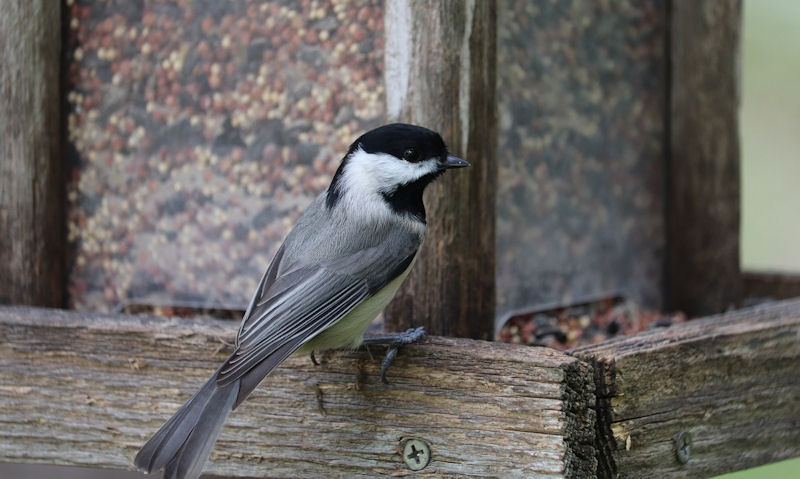Black-capped Chickadee perched on wooden bird feeder, filed up with seeds