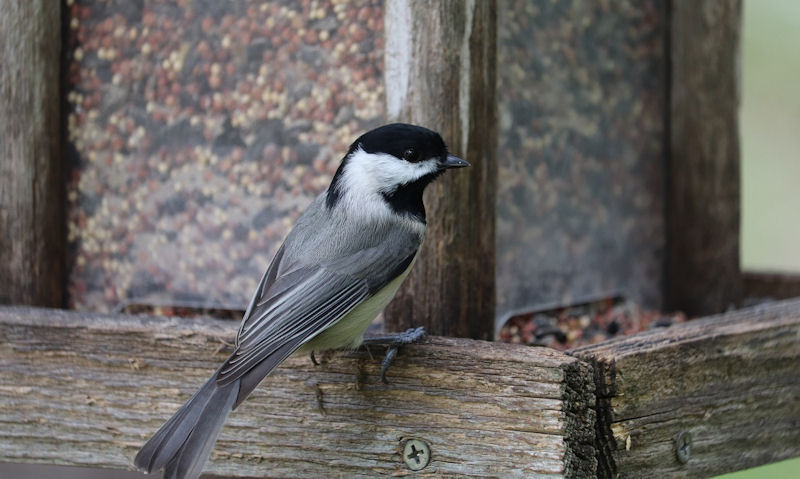 How to clean a wooden bird feeder