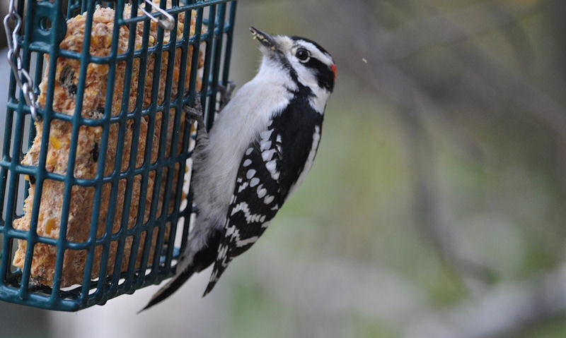 Downy Woodpecker clinging onto side of hanging off chain, suet cake bird feeder