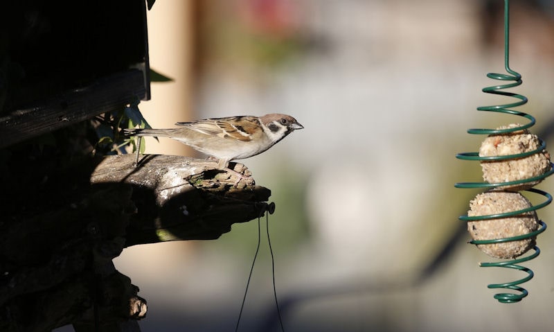 Sparrow looks on at spring style fat ball bird feeder