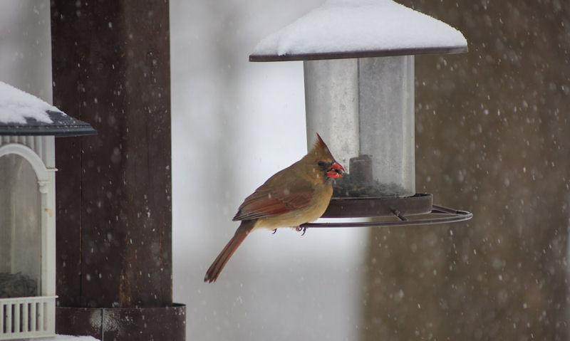 Female Northern Cardinal perched on snow covered clear tube seed bird feeder