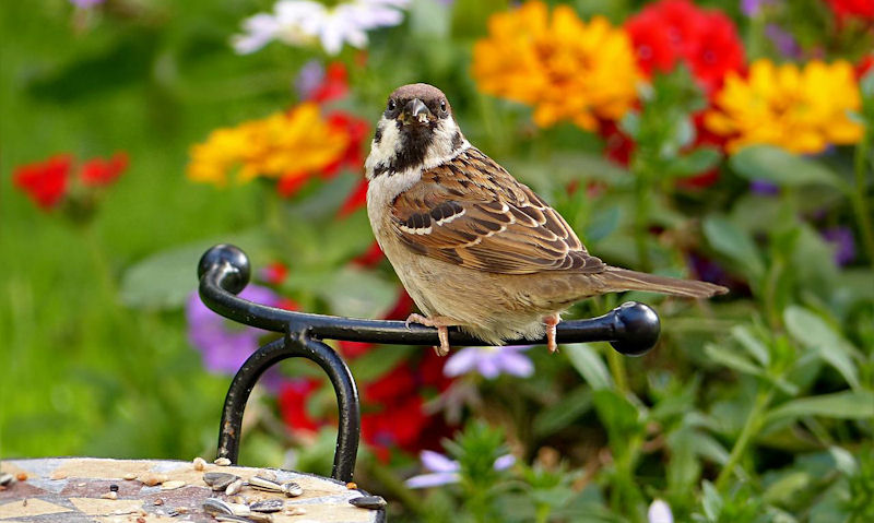 Perching House Sparrow near seed mix, blossoming flowers in background