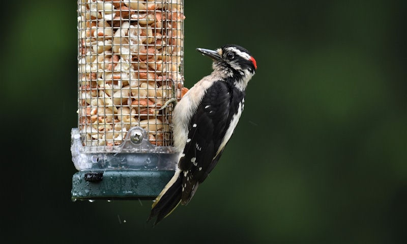 Downy Woodpecker feeding off steel mesh peanut feeder in wet weather