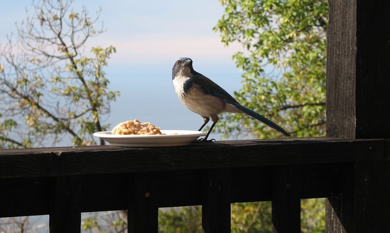 Bird attracted to bowl of food left out under porch on railing