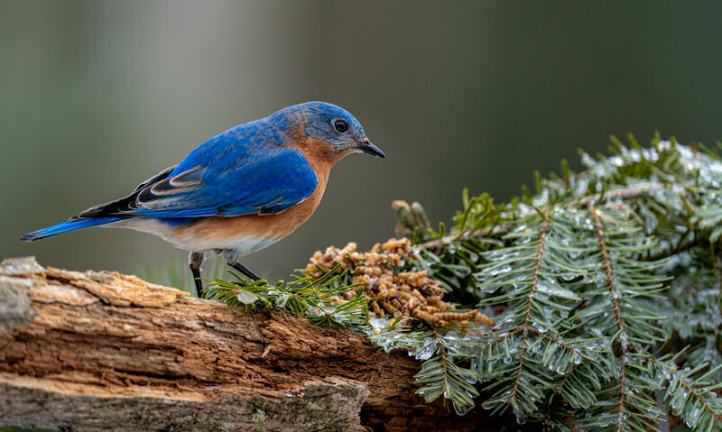 Bluebird eating mealworms off tree bark foliage