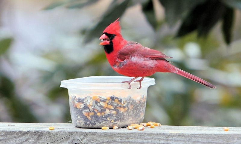 Male Northern Cardinal feeding on seeds provided in plastic pot