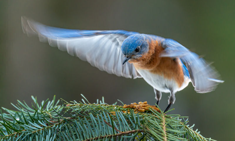 Bluebird fluttering over pile of dried mealworms on fir tree branch