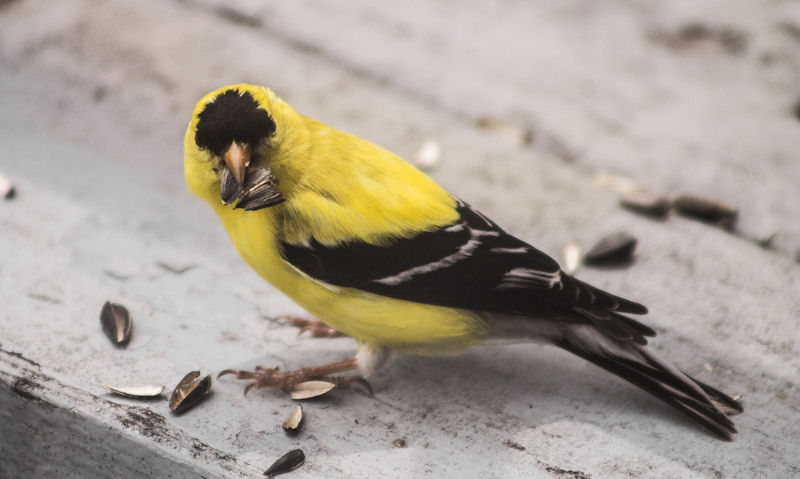 American Goldfinch on ground as he feeds on sunflower seeds on deck