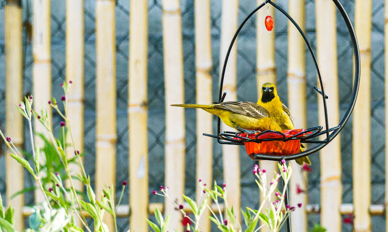 Altamira Orioles feeding out of dish hung off decorative pole