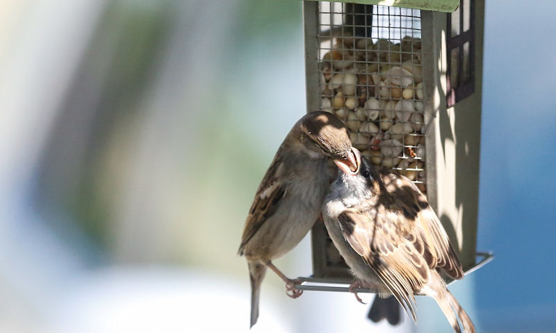 Sparrow feeding its young on peanuts off metal peanut feeder
