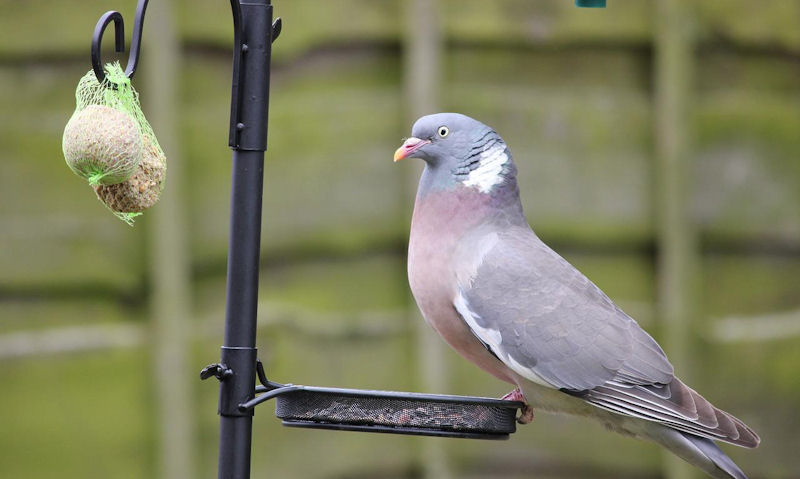 Pigeon perched on mounted tray, looking at near by hanging fat balls