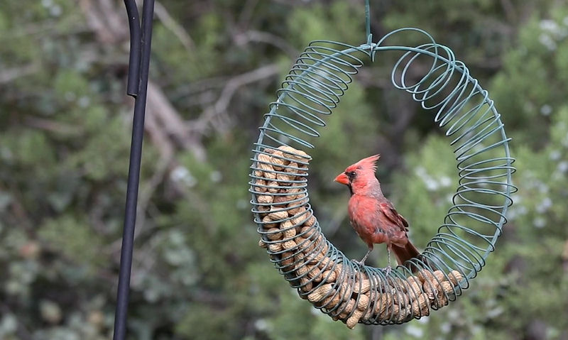 Male Northern Cardinal perched in center of suspended peanut wreath feeder