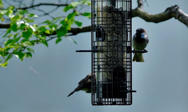 House Sparrows perched on hanging Squirrel Buster