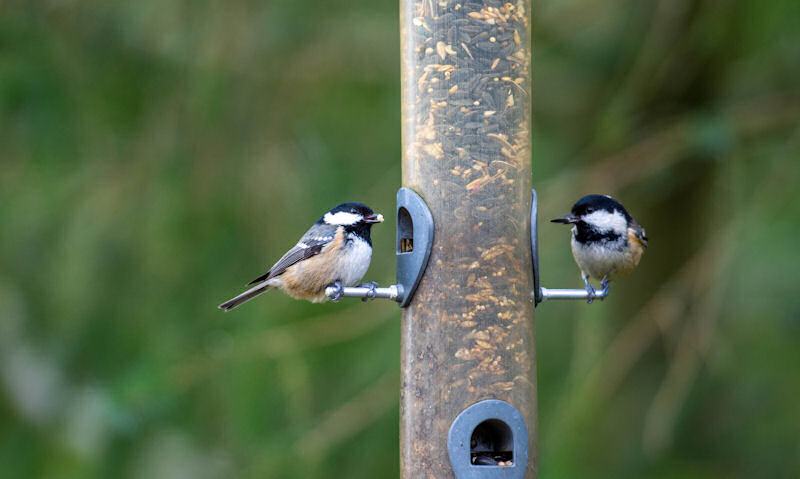 Black-capped Chickadees perched on clear tubular seed feeder