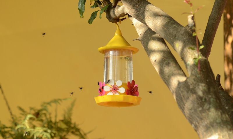 Bees swarm a Hummingbird feeder hanging off tree branch