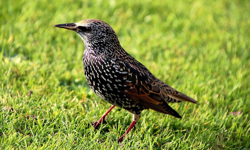 Intricate detail seen on Starling, foraging in vibrant green grass