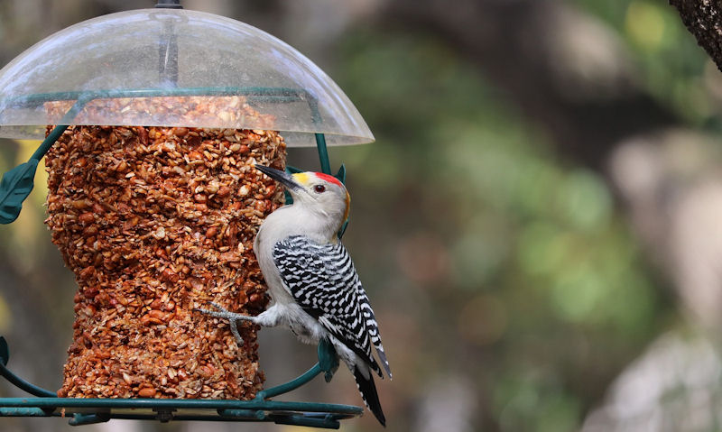 Golden-Fronted Woodpecker perched off hanging peanut block feeder