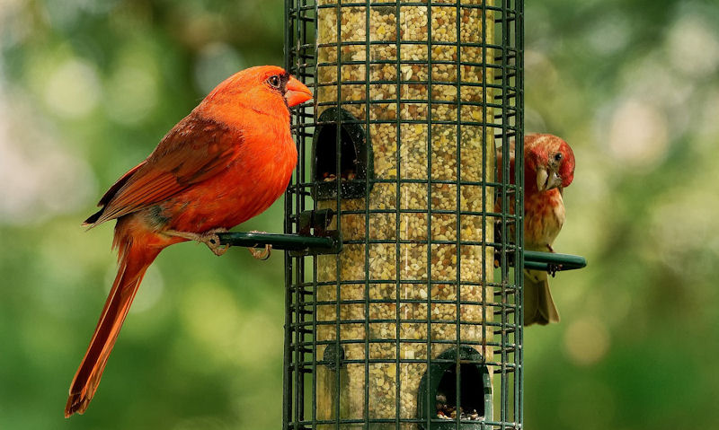 House Finch, Northern Cardinal share tube filled seed bird feeder hanging up