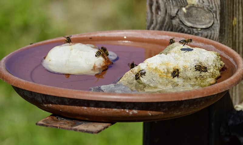 Bees swarming rocks in a water filled ceramic bird bath bowl